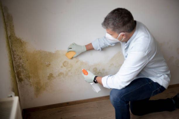 Best Emergency Mold Remediation  in Joseph, OR