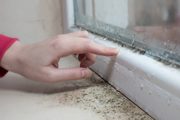 Best Mold-Related Health Consultation  in Joseph, OR