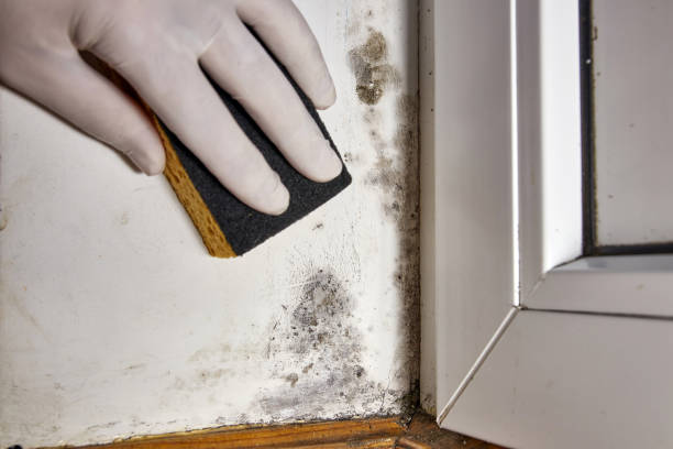 Joseph, OR Mold Removal Company